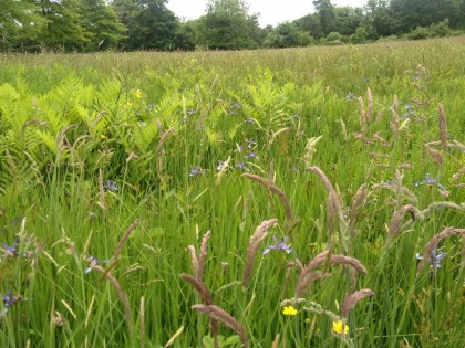 meadow of grasses, wild flag and fern