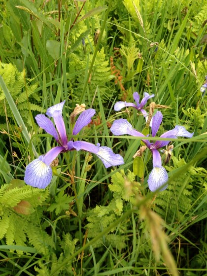 a closeup of iris setosa, (wild flag), just for Shiva