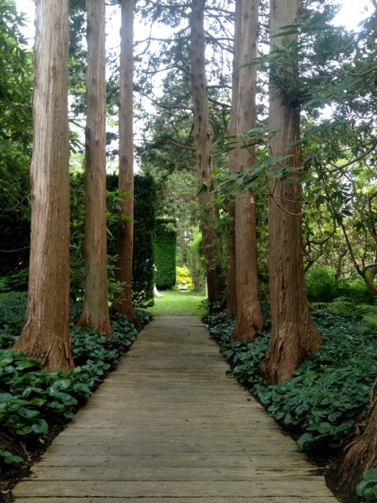 colonnade of redwoods and asarum (wild ginger)