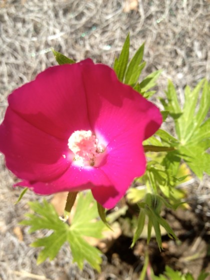 the first callirhoe involucrata (purple poppy mallow) bloom