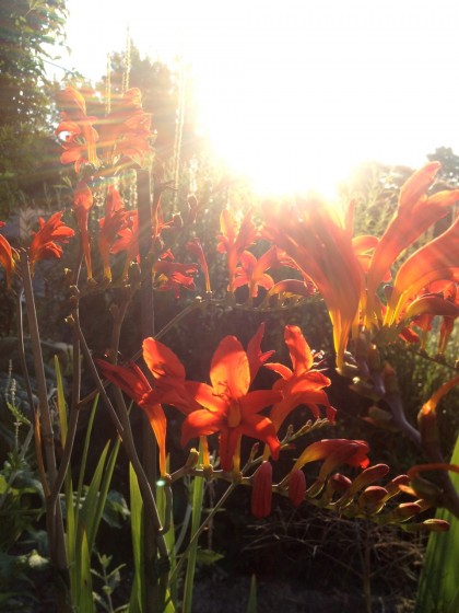 dawn: crocosmia ‘lucifer’