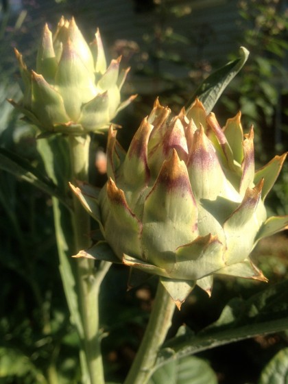 dawn: cynaria cardunculus (cardoon) about to open