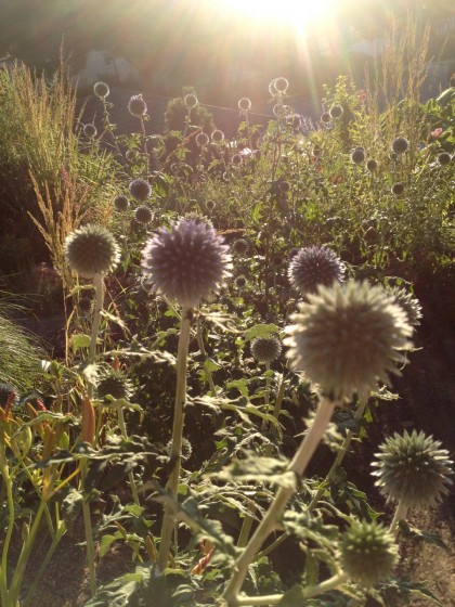 dawn: echinops ‘blue globe’