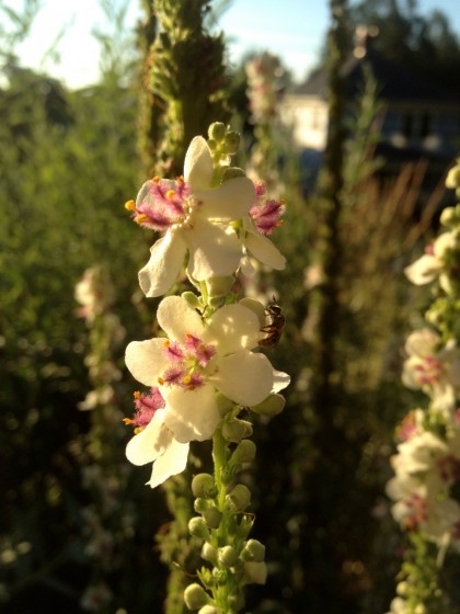 dawn: verbascum ‘album’