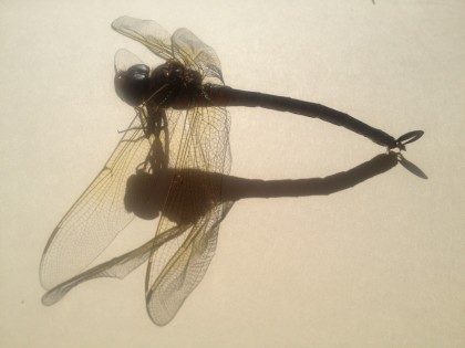 dragonfly