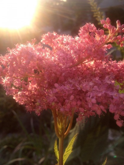 dawn: filipendula ‘kakome’ (meadowsweet)