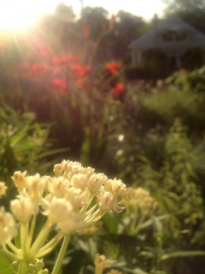 dawn: aesclepias tuberosa ‘ice ballet’ (butterfly weed)