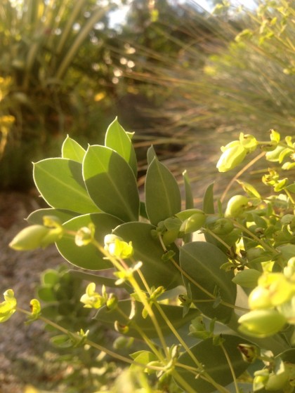 dawn: euphorbia myrsinites (donkeytail spurge), origanum ‘amethyst falls’ (ornamental oregano) about to bloom and festuca glauca ‘elijah blue’ (blue fescue) 