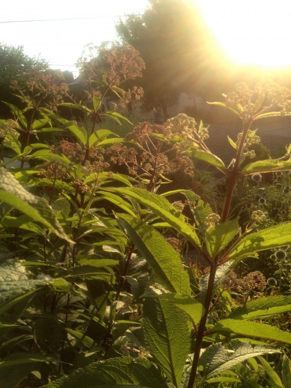 dawn: eupatorium maculatum (Spotted Joe Pye Weed)