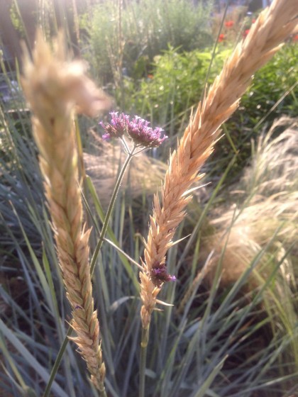 dawn: elymus arenarius ‘blue dune’ (blue lyme grass),  nassella tenuissima (Mexican feather grass) and verbena bonariensis