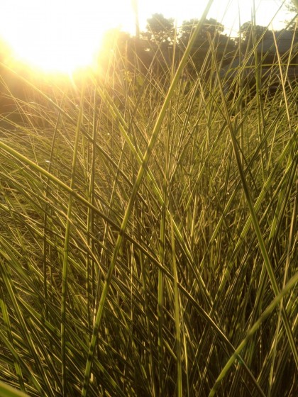 dawn: miscanthus ‘morning light’... appropriately enough