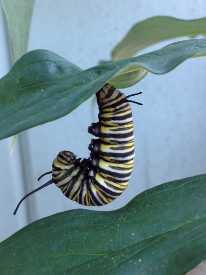 monarch butterfly caterpillar: day 1