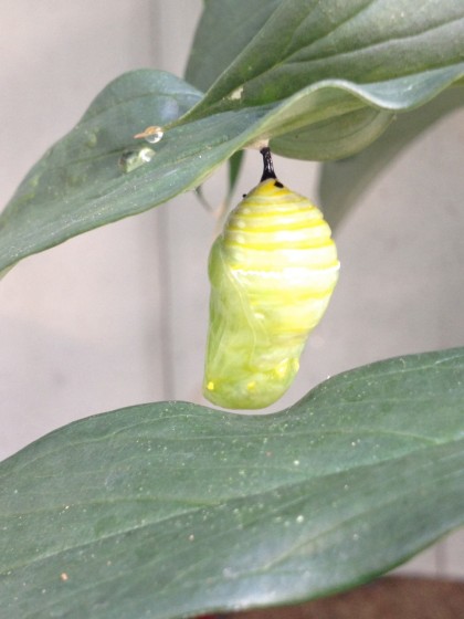 monarch butterfly chrysalis: day 2