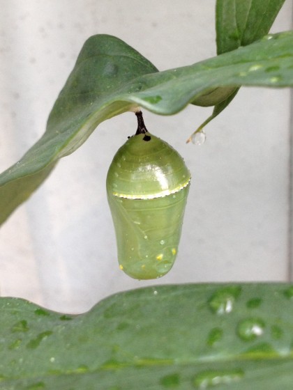 monarch butterfly pupa: day 3