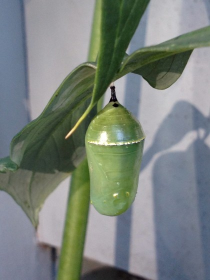 monarch pupa: day 4