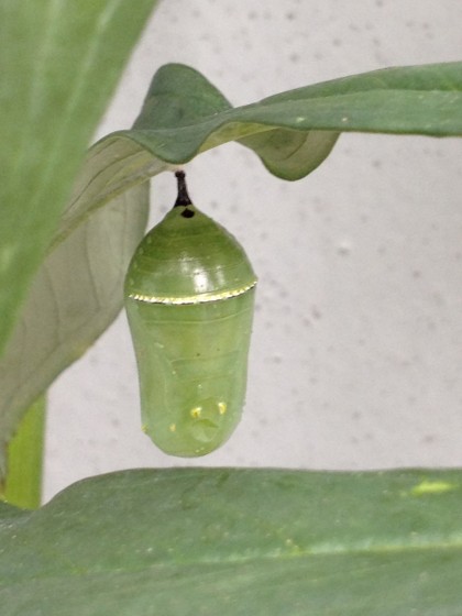 monarch pupa: day 5