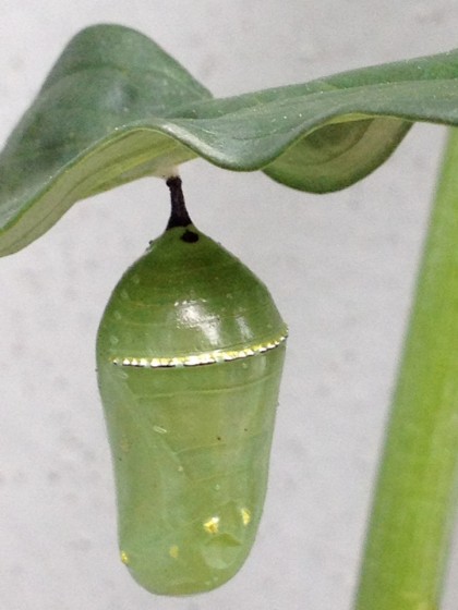 monarch pupa: day 6