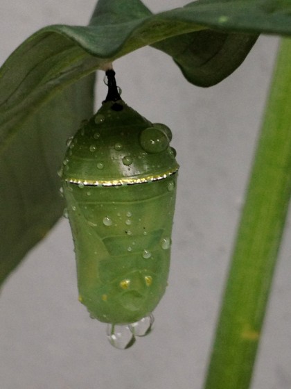 monarch pupa: day 8