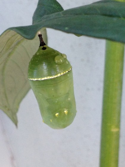 monarch pupa: day 9