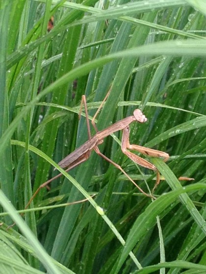 praying mantis eight weeks later