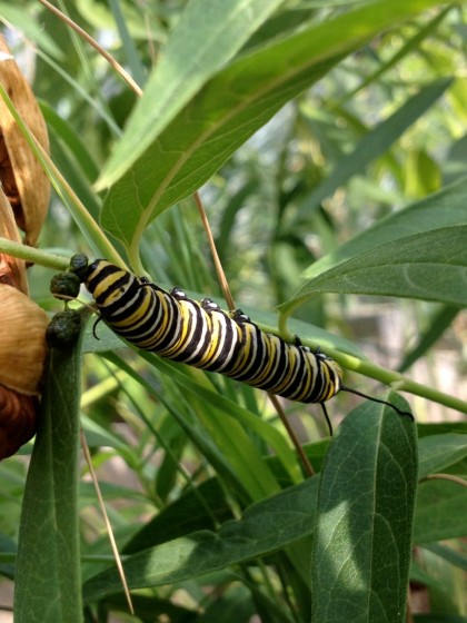 butt-thra baby: one of the monarch caterpillars looking for lunch