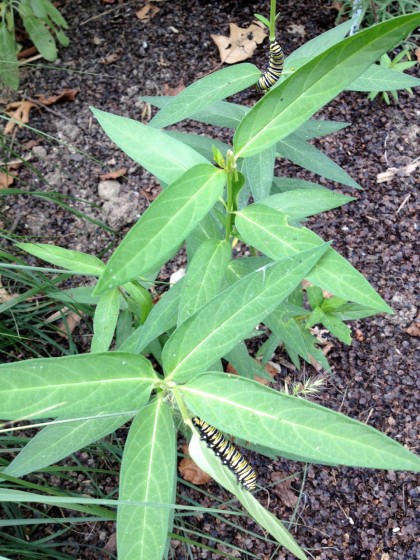 butt-thrababy: more monarch caterpillars!