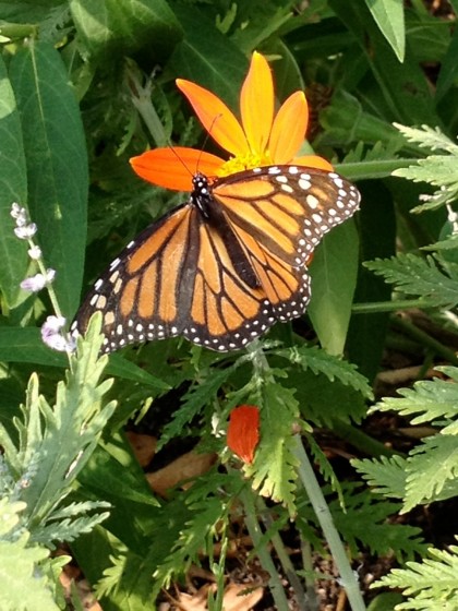 butt-thra on tithonia