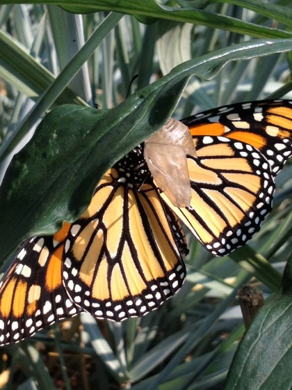 monarch midwife: the wings finally open