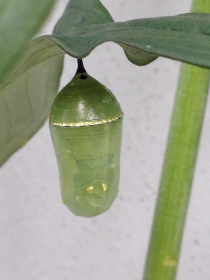 monarch pupa: day 10