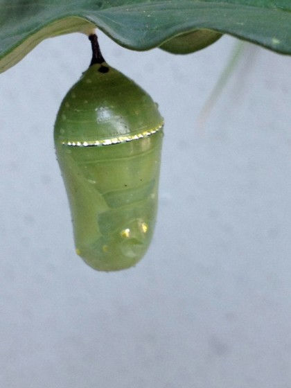 monarch pupa: day 11