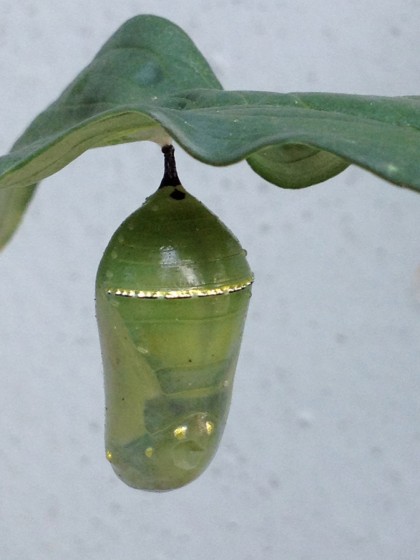 monarch pupa: day 12