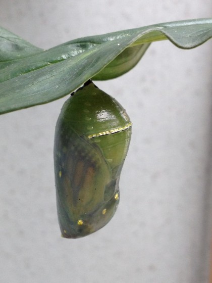 monarch pupa: day 12 omg i can finally see you!