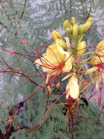 Caesalpinia gilliesii (Yellow Bird of Paradise) bloom, closeup... very Dr. Seuss