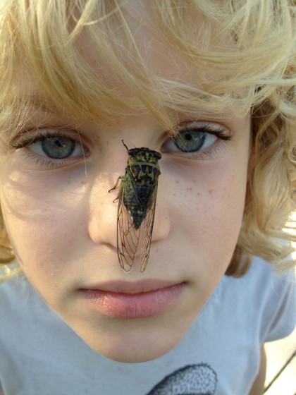 cicada proboscis