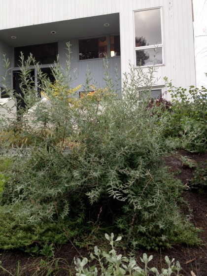 Buddleia alternifolia ‘Argentea’ is now 4' tall and a little wider than that