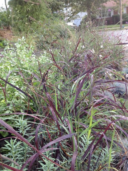 the grasses are finally filling in... Panicum virgantum ‘Ruby Ribbons’ with Euphorbia ‘Blue Haze’ and Salvia pachyphylla 'Blue Flame', Gaura lindheimeri ‘Whirling Butterflies’ blooms behind