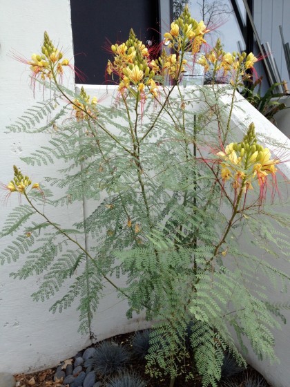 Caesalpinia gilliesii (Yellow Bird of Paradise ) in all its crazy glory, late August