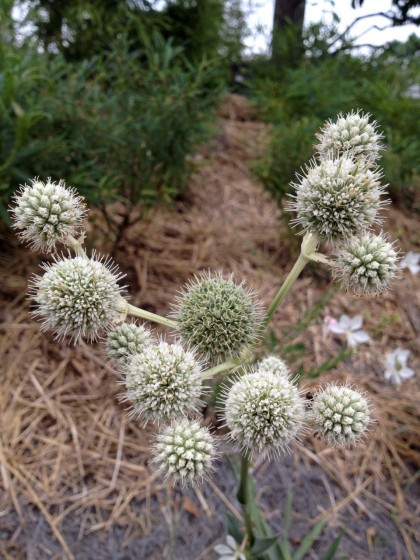 The alien-looking Eryngium yuccafoliums (Rattlesnake Master) really stand out; Comptonia peregrina (Sweetfern) behind