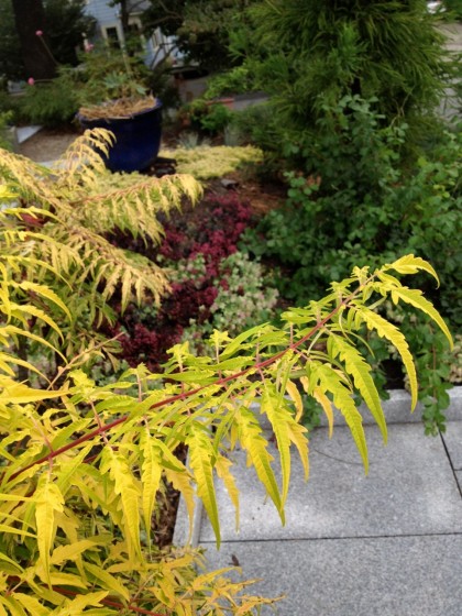 Rhus typhina ‘Bailtiger’ in the foreground with pale green Origanum ‘Kent Beauty’ and dark Sedum telephium ‘Sunset Cloud’ behind; Rhus aromatica ‘Gro-Low’ adds some green with Cryptomeria japonica ‘Yoshino’ rising up behind it