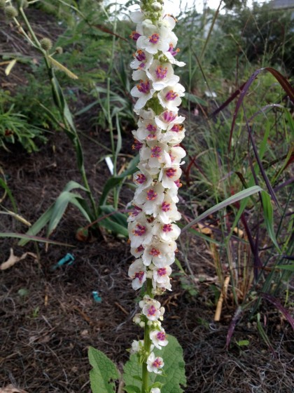 Verbascum ‘Album’ blooming but still small after just a few months in the ground