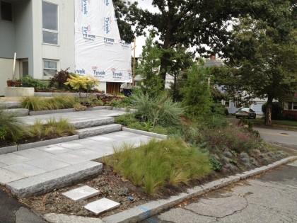 the front hill in september, 9 weeks after planting