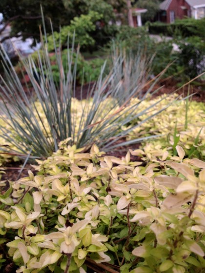 Helictotrichon sempervirens ‘Saphirsprudel’ and Origanum vulgare ‘Aureum’