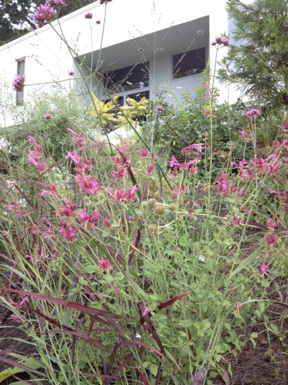 Agastache ‘Ava’ and Panicum virgatum ‘Ruby Ribbons’ with a bright Rhus typhina ‘Bailtiger’ behind