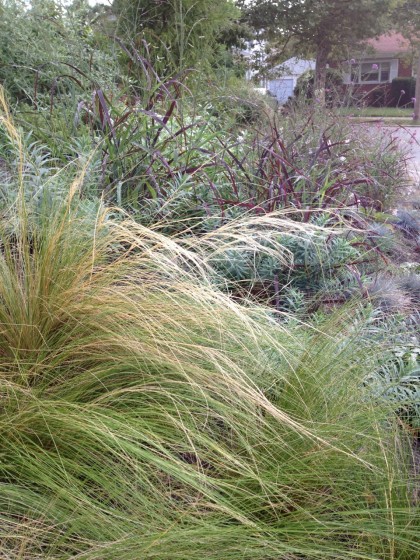 Nassella tenuissima blowing in the breeze