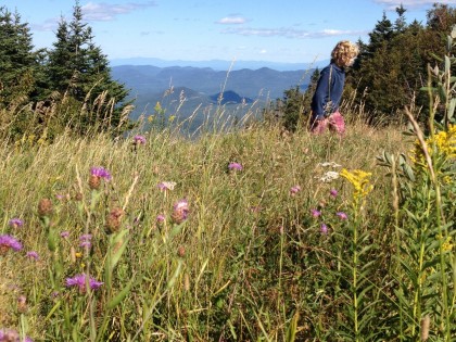 tramping through the wildflowers