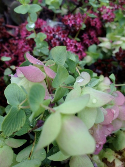 a closer look at origanum ‘Kent Beauty’ and Sedum telephium ‘Sunset Cloud’