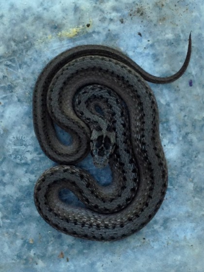 Rhode Island Brown snake