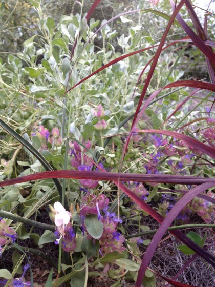 Salvia pachyphylla 'Blue Flame' beginning to bloom behind Panicum virgatum ‘Ruby Ribbons’