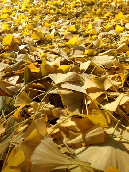 ginko leaves