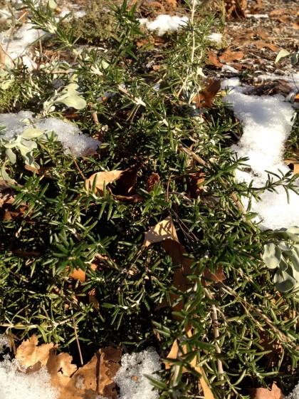 rosemarinis officianalis ‘prostratus’ (creeping rosemary in january